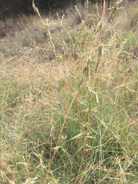 long dry grass