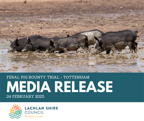 black feral pigs in mud