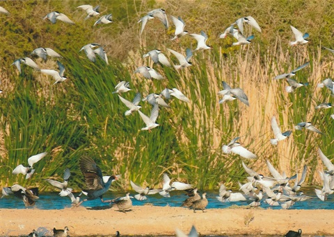 birds.jpg